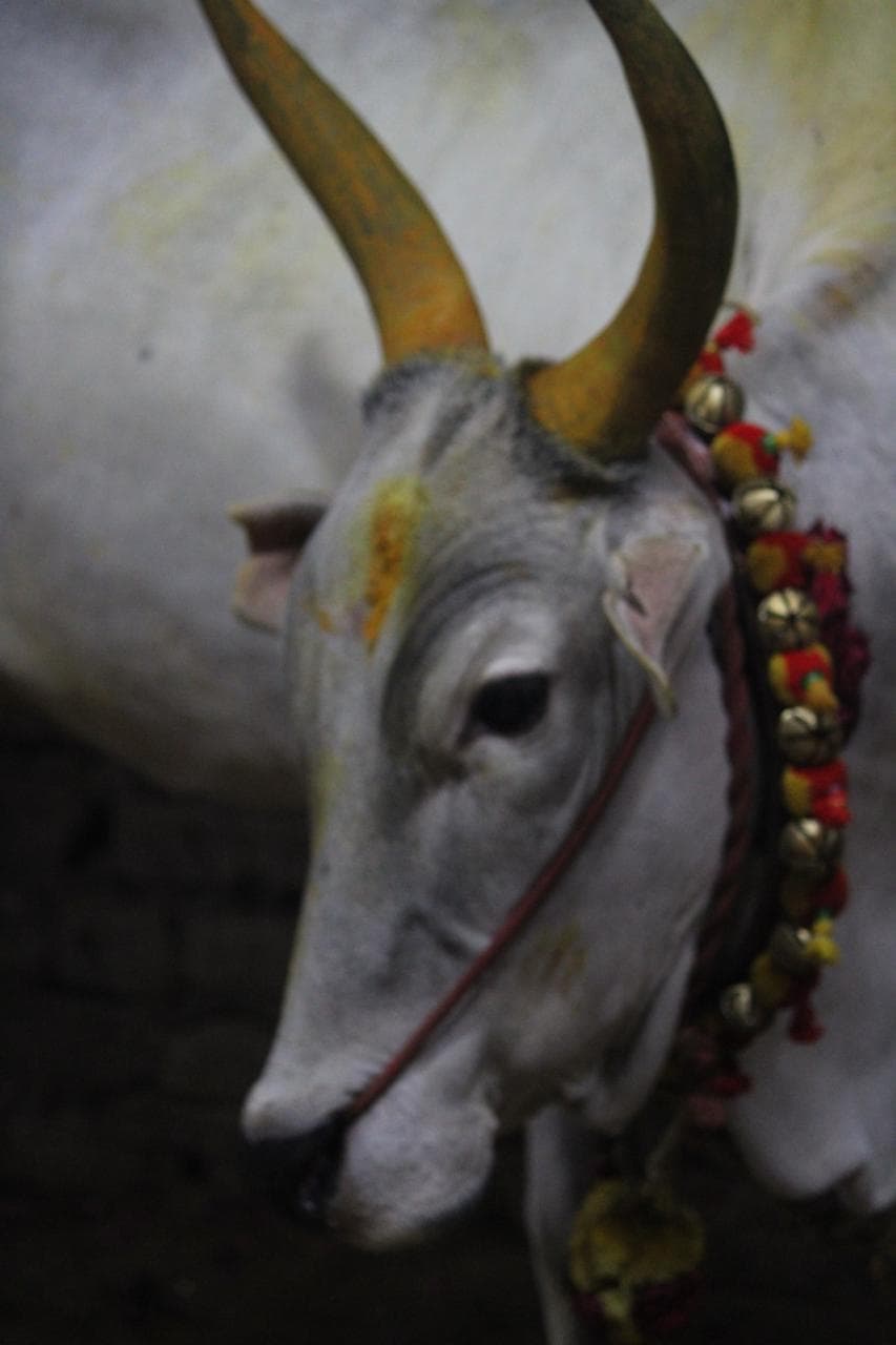 Go Pooja sacred cow worship ritual with Vedic priests in Rameswaram — ShubhaKarma